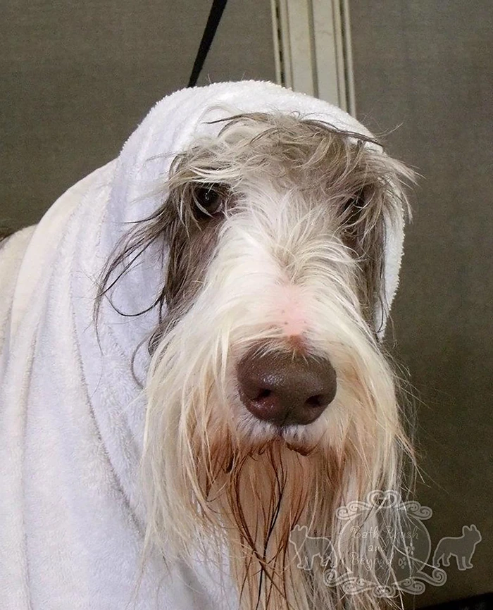 Dog in bath with towel around head