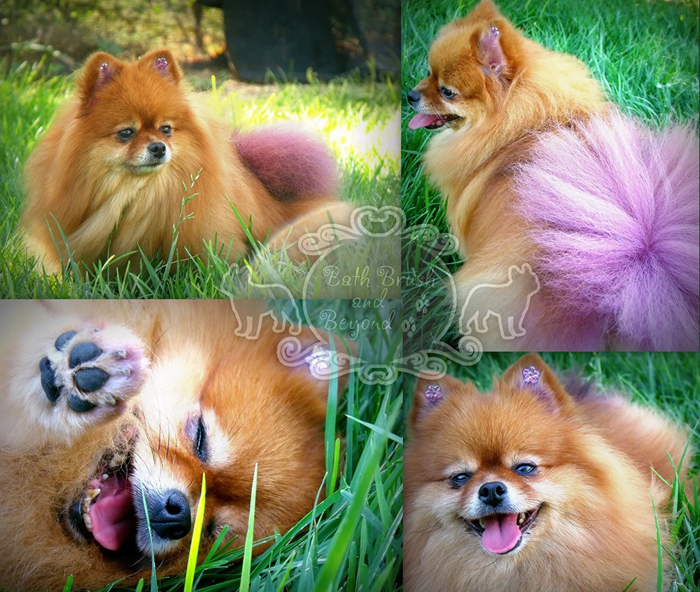 Pomeranian with purple tail and jewels on ears