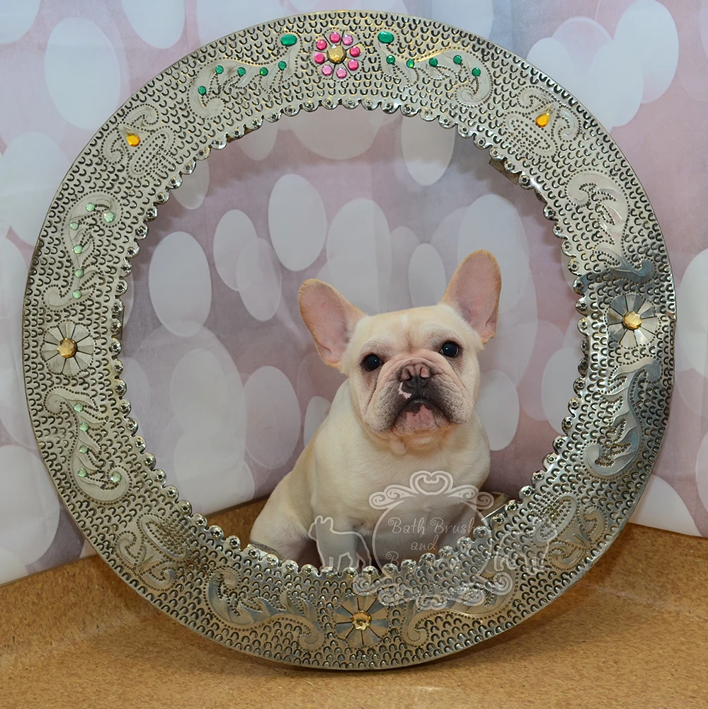 Small short haired white dog in round frame