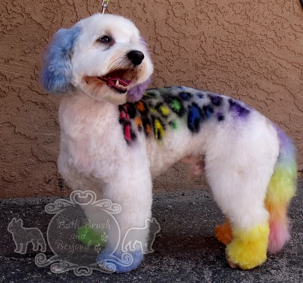 White dog with leopard print fur dye and rainbow tail
