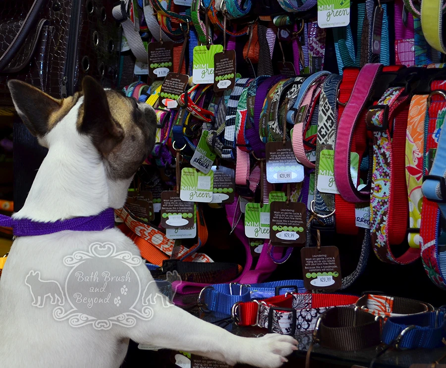 Dog looking at leashes